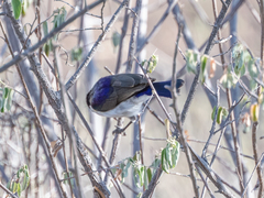 Anthreptes orientalis