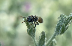 Lasioglossum kunzei