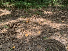 Cantharellus