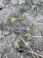 Physaria acutifolia