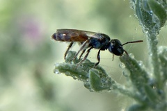 Lasioglossum kunzei