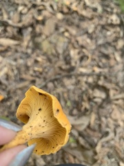 Cantharellus