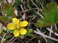 Waldsteinia fragarioides