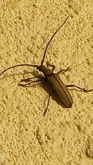 Aegolipton marginale