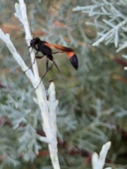 Ammophila placida