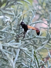 Ammophila placida