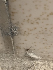 Myrmecophilus pergandei