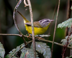 Basileuterus culicivorus