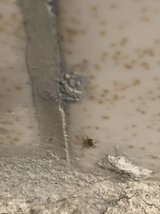 Myrmecophilus pergandei