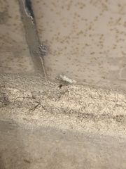 Myrmecophilus pergandei