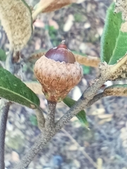 Quercus miquihuanensis