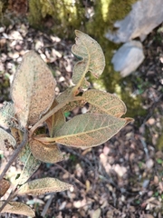 Quercus miquihuanensis