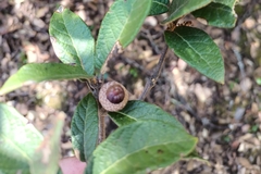 Quercus miquihuanensis