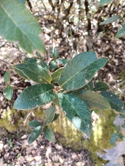 Quercus miquihuanensis