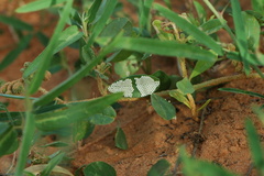 Amsacta senegalensis