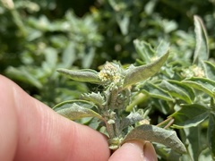 Atriplex suberecta