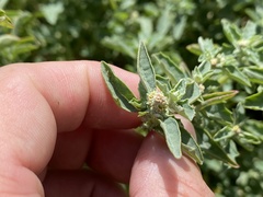 Atriplex suberecta