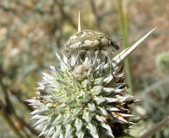 Larinus onopordi