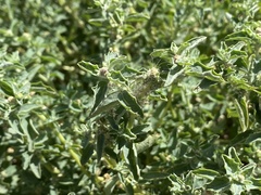 Atriplex suberecta