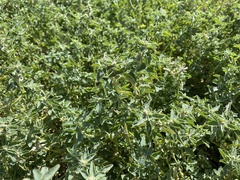 Atriplex suberecta