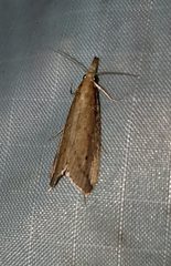 Donacaula melinellus