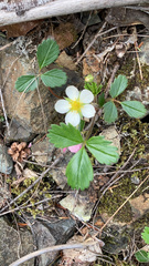 Fragaria chiloensis pacifica