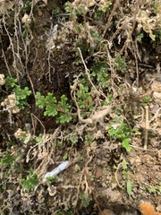 Selaginella pallescens