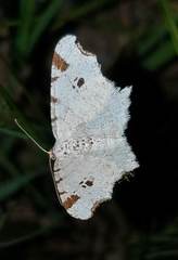 Macaria notata