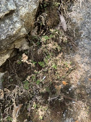 Selaginella pallescens