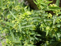 Vincetoxicum dionysiense