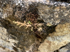 Selaginella pallescens