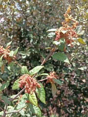 Quercus miquihuanensis
