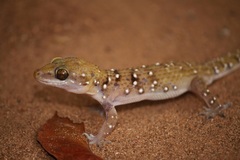 Hemidactylus triedrus