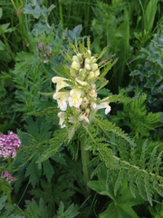 Pedicularis foliosa