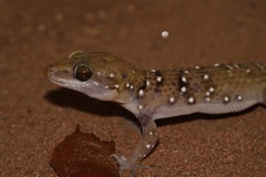 Hemidactylus triedrus
