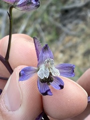 Delphinium lineapetalum