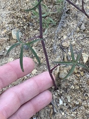 Delphinium lineapetalum