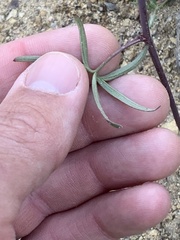 Delphinium lineapetalum