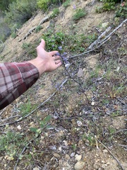 Delphinium lineapetalum