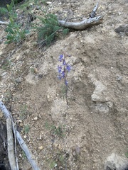 Delphinium lineapetalum