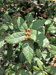 Quercus miquihuanensis