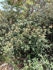 Quercus miquihuanensis