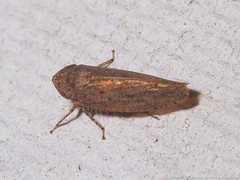 Paraphlepsius carolinus