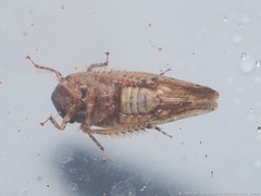 Paraphlepsius carolinus