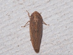 Paraphlepsius carolinus