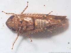 Paraphlepsius carolinus