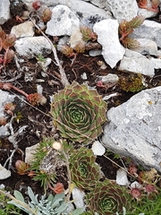 Sempervivum heuffelii