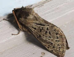 Oxycanus antipoda