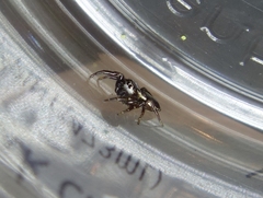 Phanias albeolus