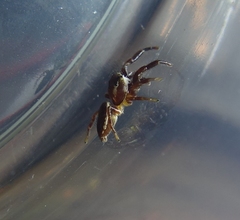 Phanias albeolus